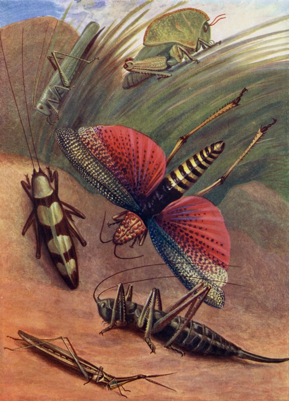 Un gruppo di cavallette da Theobald Carreras