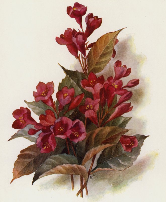 Weigela v Eva Rathke da Unbekannt Unbekannt