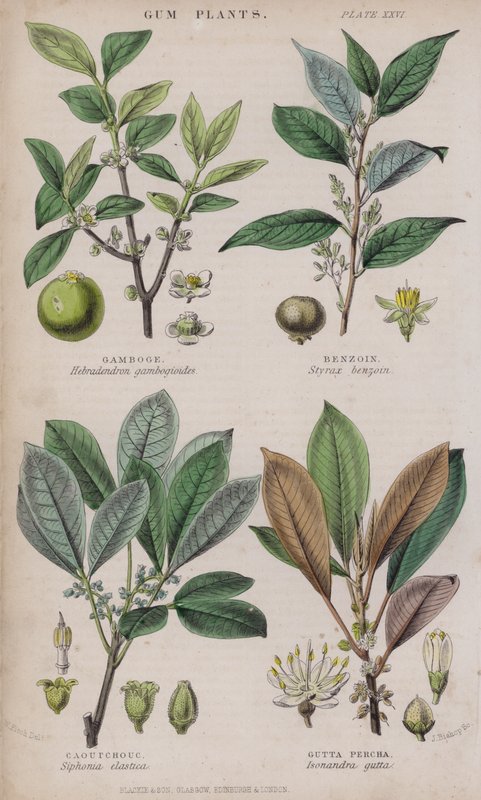 Gamboge; Benzoino; Caucciù; Gutta Percha da W. Fitch