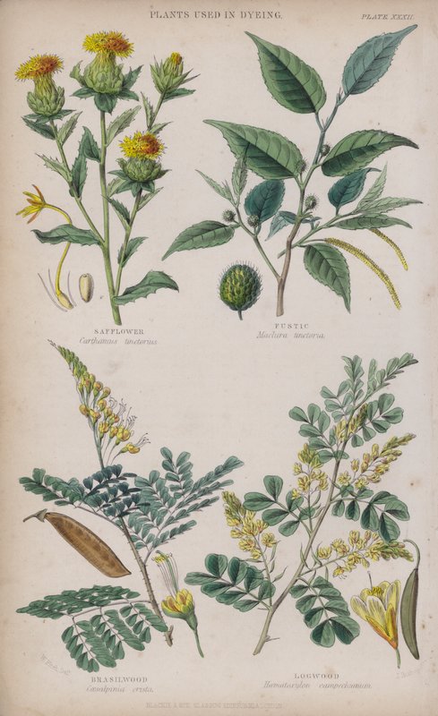 Cartamo; Fustic; Legno del Brasile; Legno di Campeggio da W. Fitch