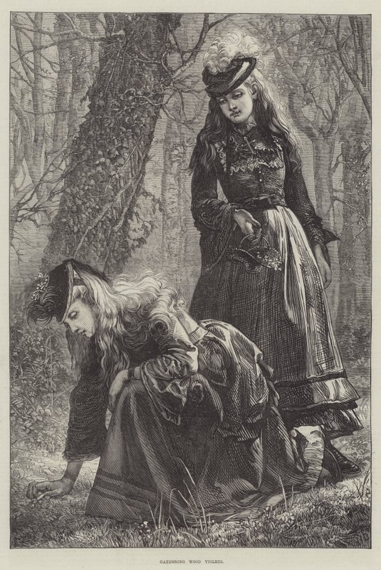 Raccolta di violette del legno da Walter Duncan