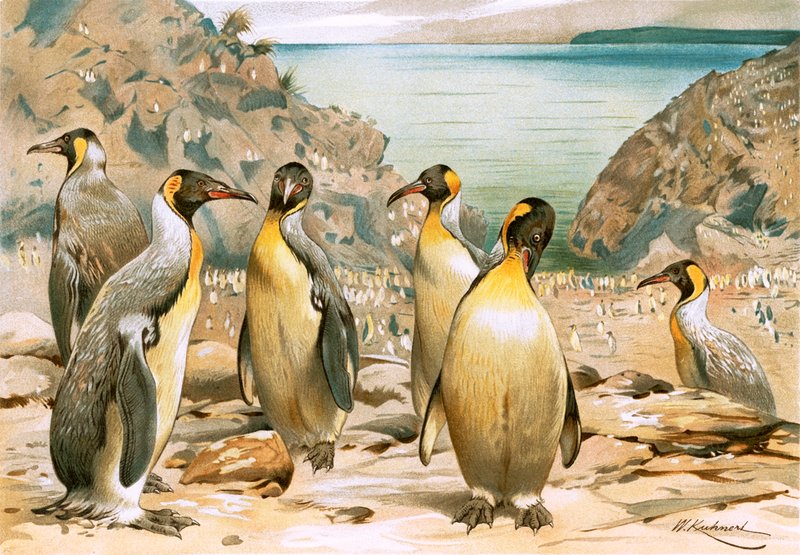 Pinguini giganti da Wilhelm Kuhnert