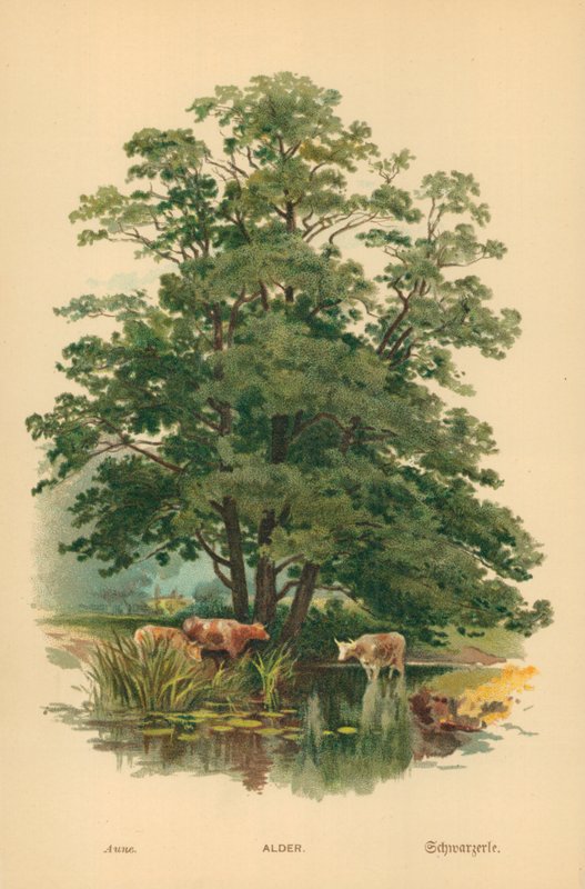 Ontano da William Henry James Boot