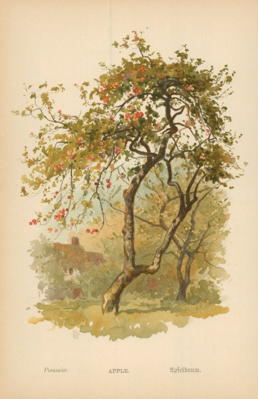 Mela da William Henry James Boot