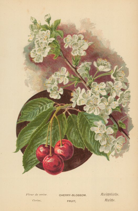 Fioritura di ciliegio. Frutto da William Henry James Boot