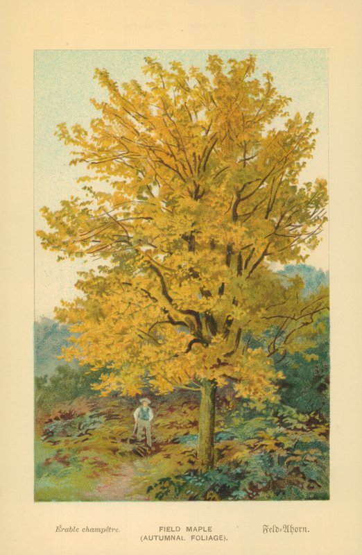 Acero campestre (Fogliame autunnale) da William Henry James Boot