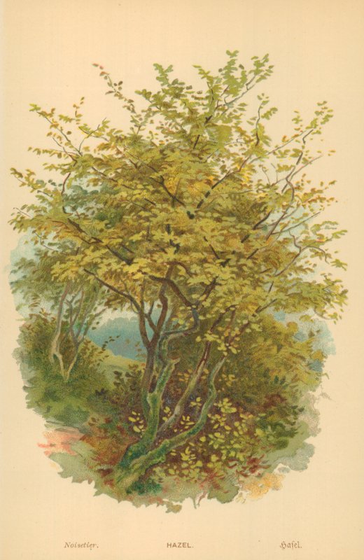 Nocciolo da William Henry James Boot