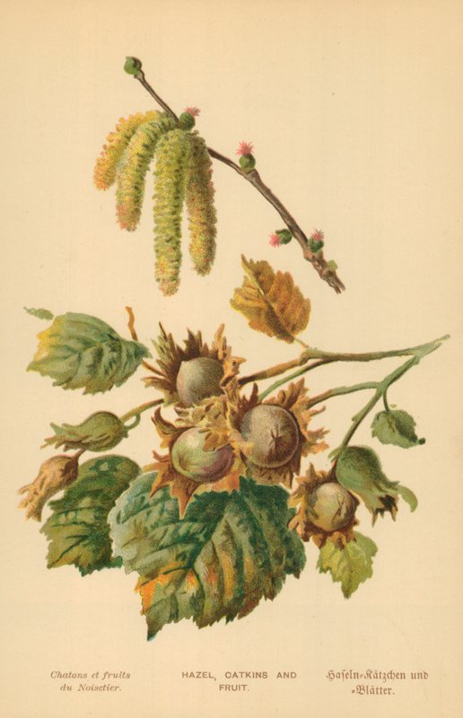 Nocciolo, amenti e frutti da William Henry James Boot