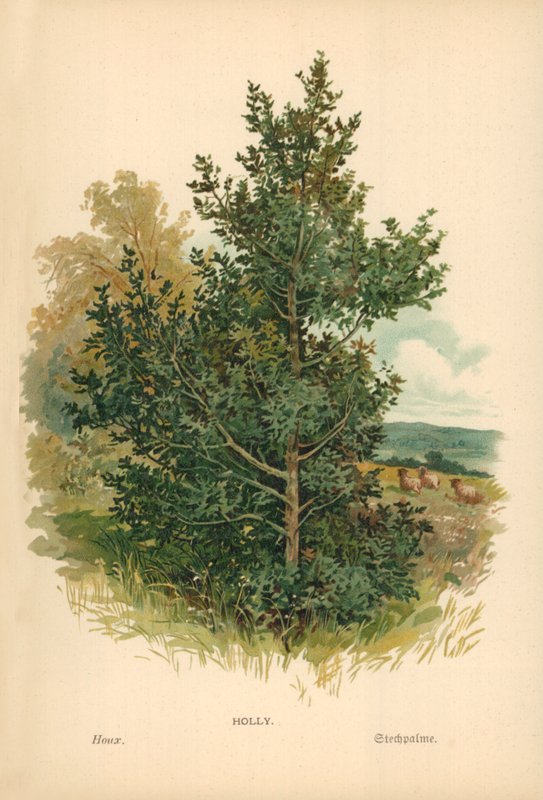 Agrifoglio da William Henry James Boot