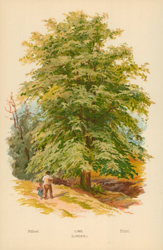 Tiglio da William Henry James Boot