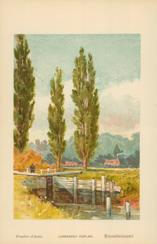 Pioppo lombardo da William Henry James Boot