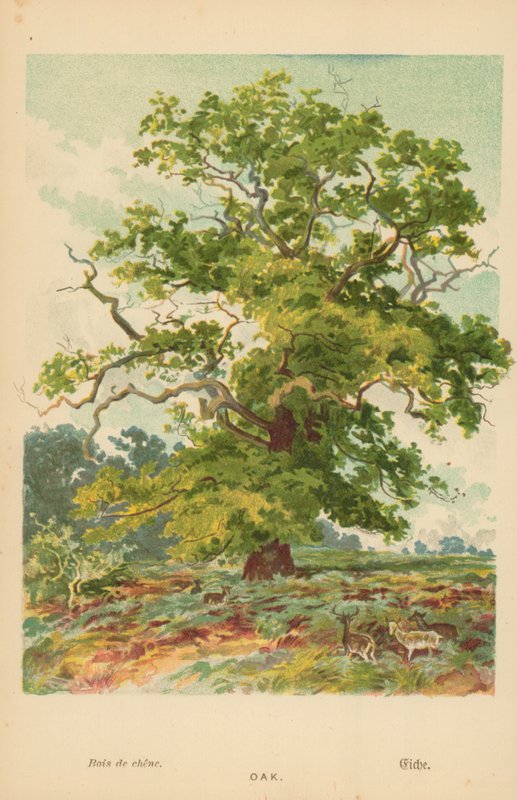 Quercia da William Henry James Boot