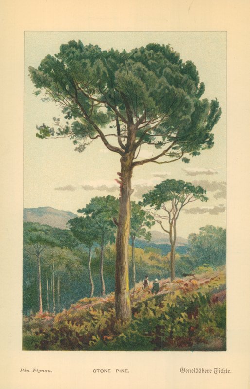 Pino da William Henry James Boot