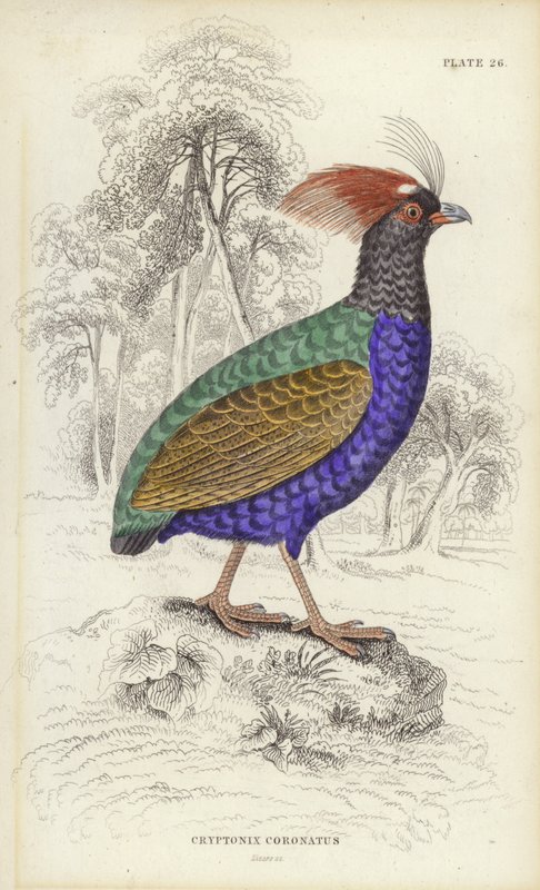 Cryptonix Coronatus da William Home Lizars