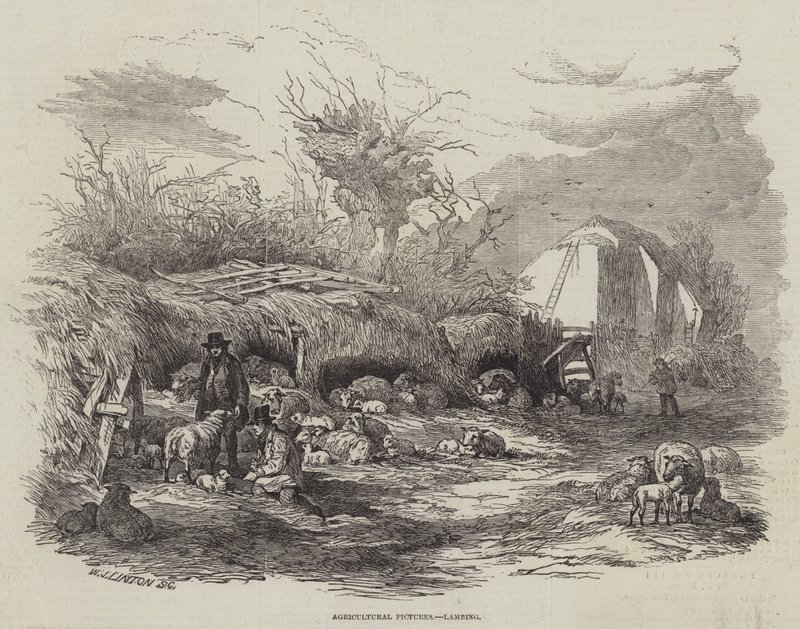 Quadri agricoli, agnelli da William James Linton