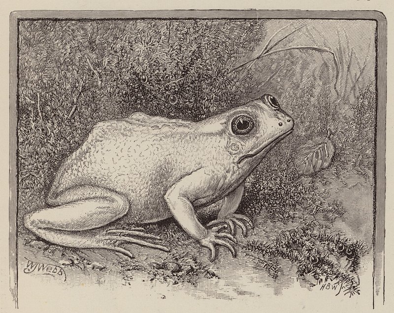 Una rana albina da William James Webbe