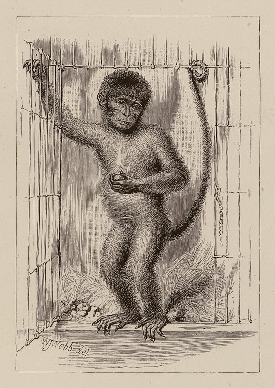 Il negro-scimmia da William James Webbe
