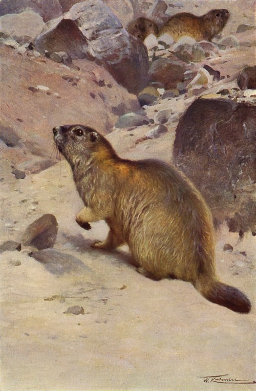 Marmotta alpina da after Wilhelm Kuhnert
