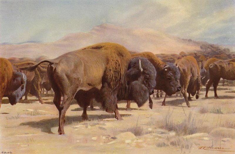 Bisonte Americano da after Wilhelm Kuhnert