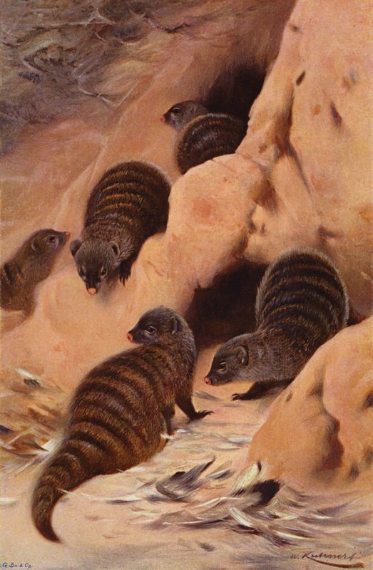 Mangusta fasciata da after Wilhelm Kuhnert