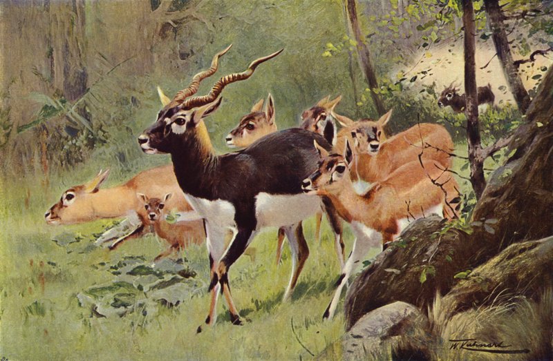 Antilope cervicapra da after Wilhelm Kuhnert