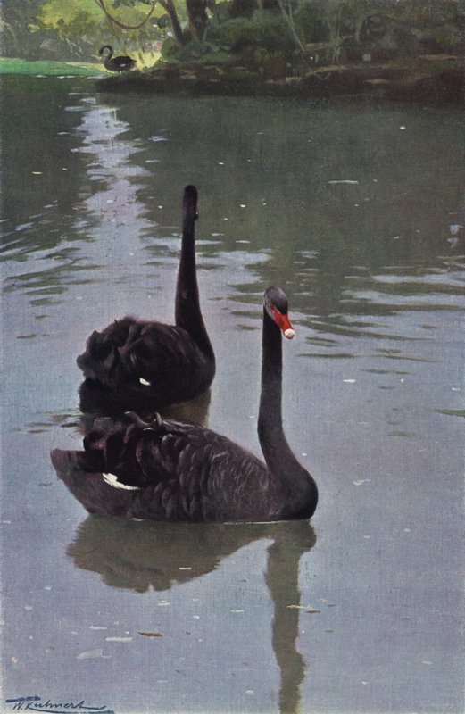 Cigno nero da after Wilhelm Kuhnert