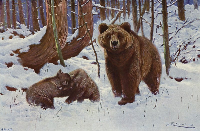 Orso bruno da after Wilhelm Kuhnert
