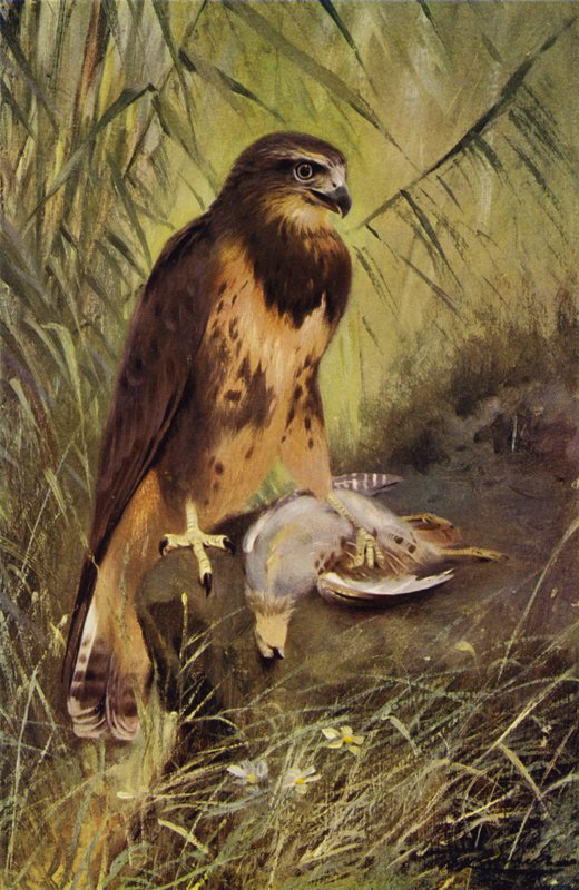 Poiana da after Wilhelm Kuhnert