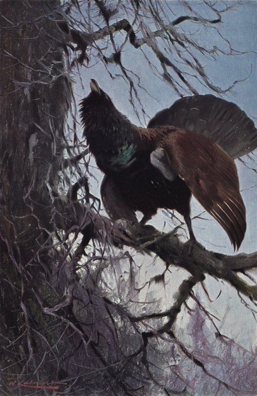 Gallo cedrone da after Wilhelm Kuhnert