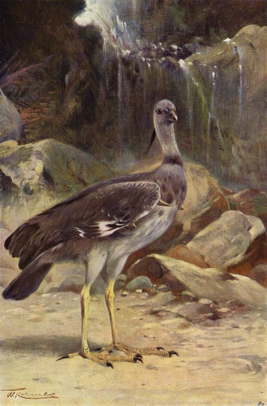 Urlatore Crestato da after Wilhelm Kuhnert