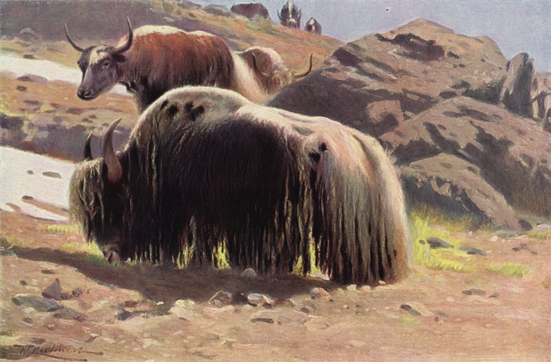Yak domestico da after Wilhelm Kuhnert