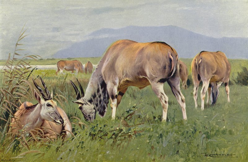 Eland da after Wilhelm Kuhnert