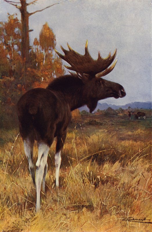 Alce da after Wilhelm Kuhnert