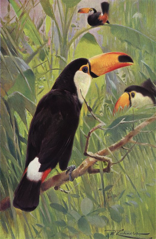 Tucano Gigante da after Wilhelm Kuhnert