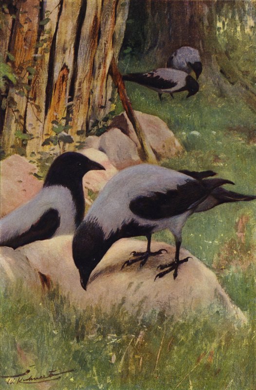 Cornacchia grigia da after Wilhelm Kuhnert