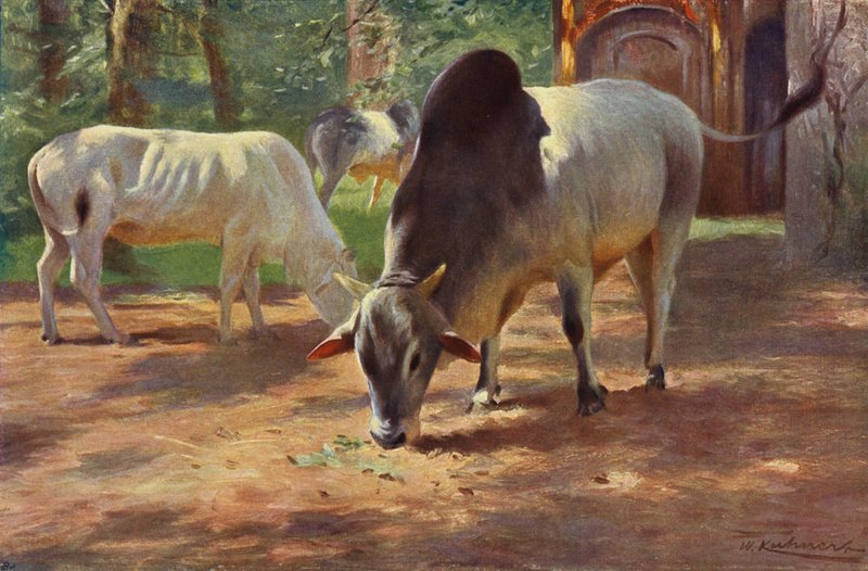 Zebu da after Wilhelm Kuhnert