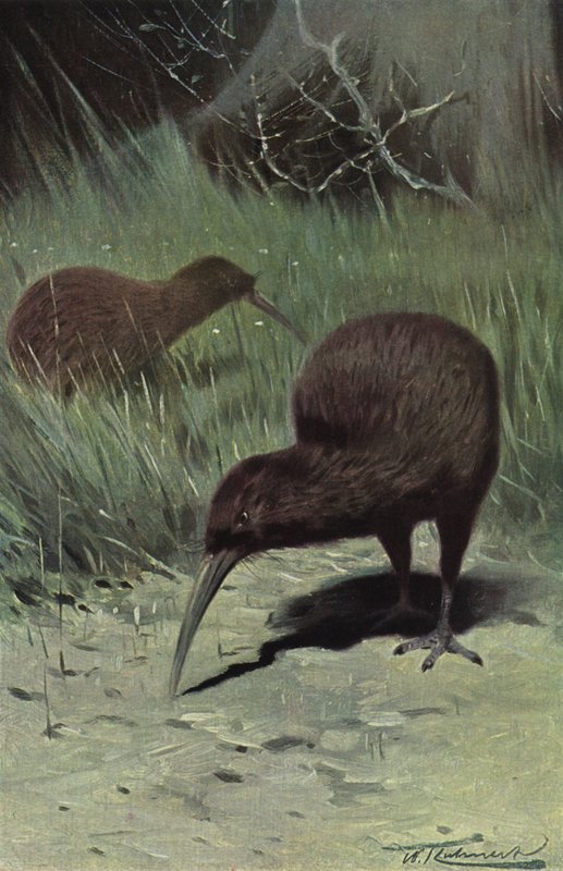 Kiwi da after Wilhelm Kuhnert