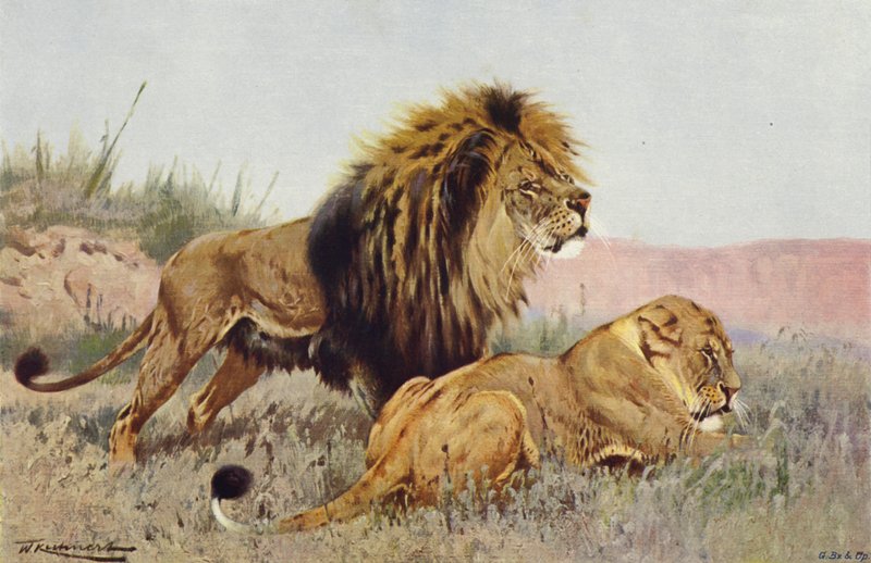 Leone e leonessa da after Wilhelm Kuhnert