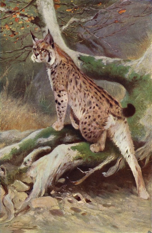 Lince da after Wilhelm Kuhnert