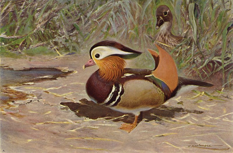 Anatra mandarina da after Wilhelm Kuhnert