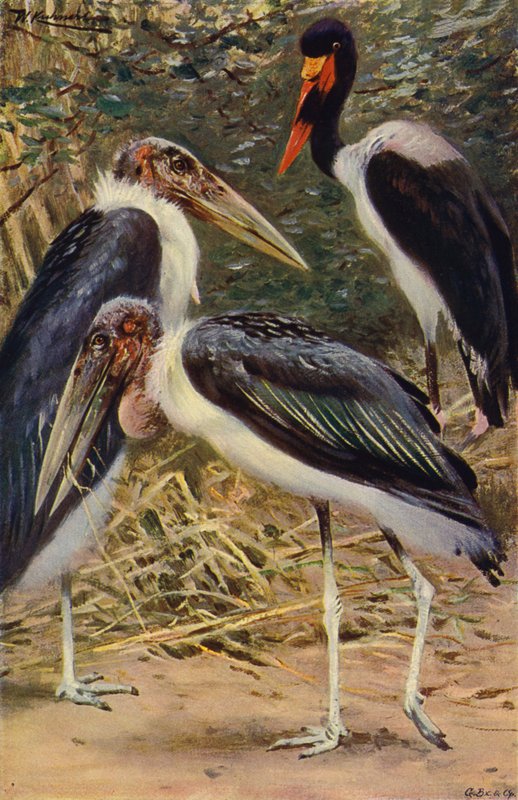 Marabù e Jabiru da after Wilhelm Kuhnert