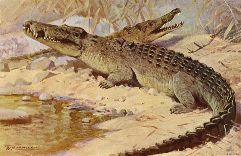 Coccodrillo del Nilo da after Wilhelm Kuhnert