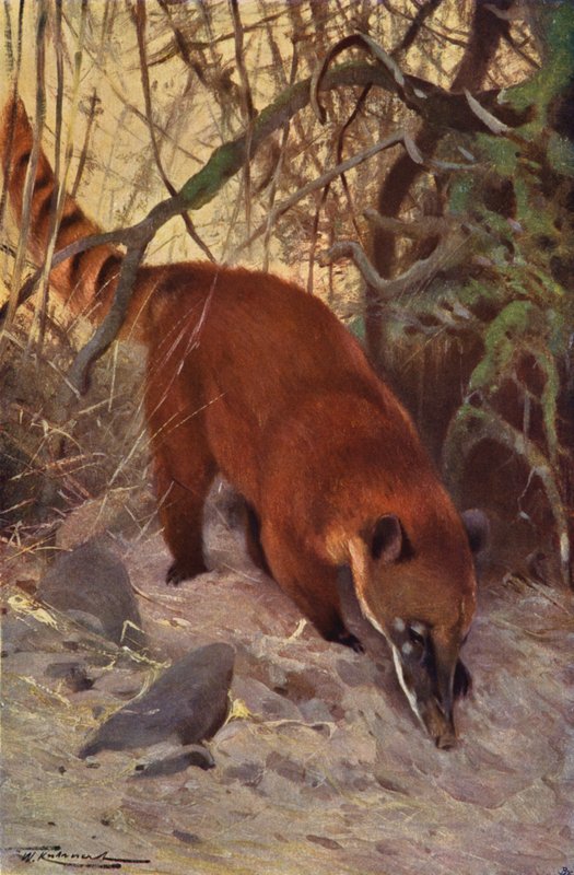 Coati Rosso da after Wilhelm Kuhnert