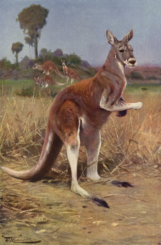 Canguro rosso da after Wilhelm Kuhnert