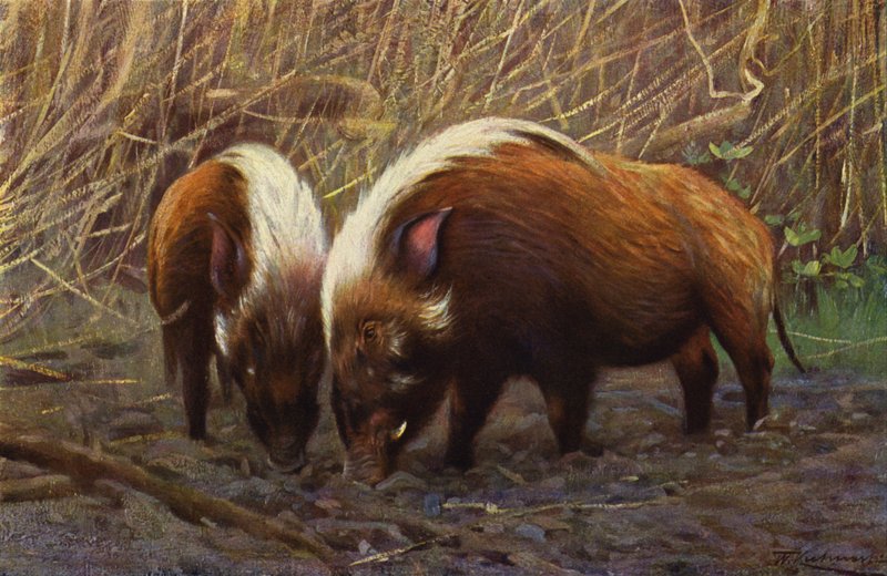 Cinghiale del fiume da after Wilhelm Kuhnert
