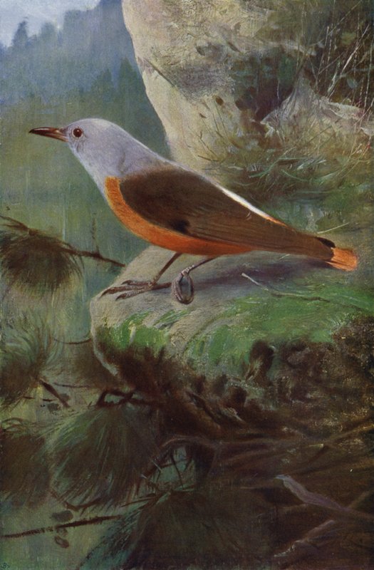 Merlo di roccia da after Wilhelm Kuhnert