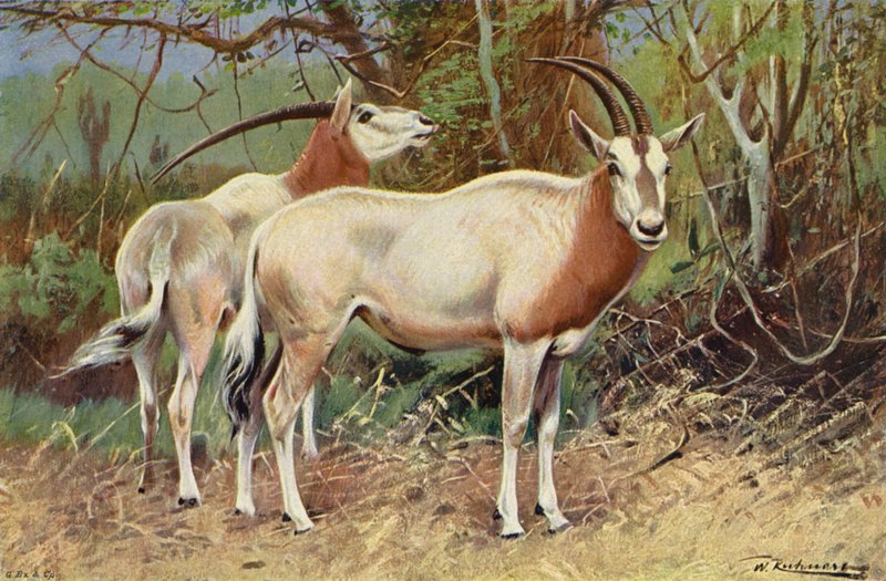 Antilope nera da after Wilhelm Kuhnert