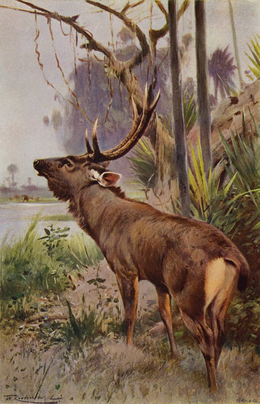 Sambar da after Wilhelm Kuhnert