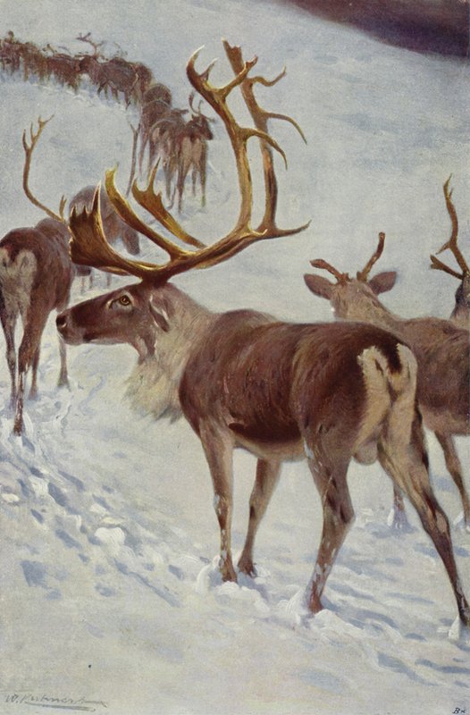 Renna scandinava da after Wilhelm Kuhnert