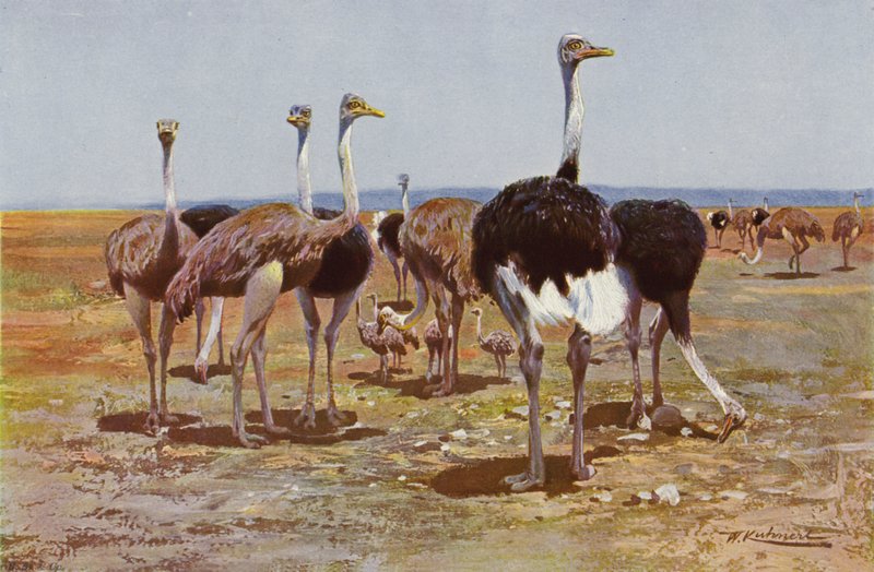 Struzzo somalo da after Wilhelm Kuhnert